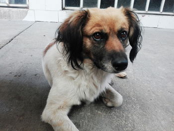Close-up portrait of dog sitting outdoors