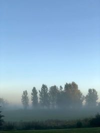 Trees on field against sky