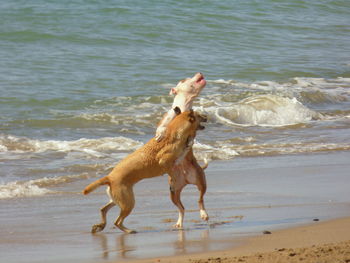 Dogs playing on shore at beach