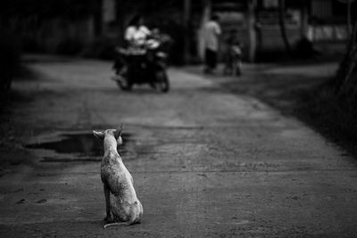 Cat sitting on street in city