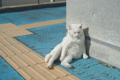 Stray cats at the ferry to ainoshima island, a cat island in fukuoka prefecture japan.