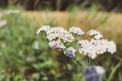 Close-up of white flowering plant on field with a single bug