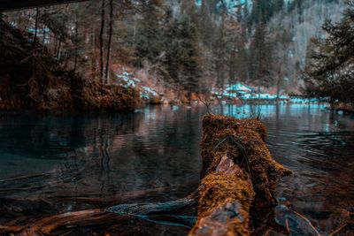 Scenic view of lake in forest