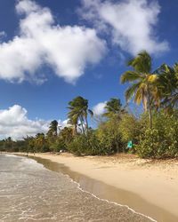 Palm trees on beach against sky