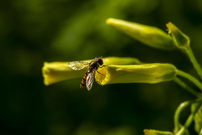 Close-up of insect on yellow flower