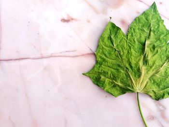 High angle view of leaf on plant