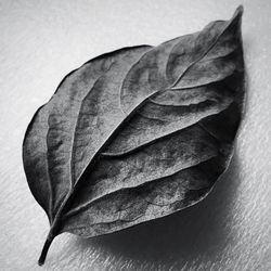 Close-up of dry maple leaf