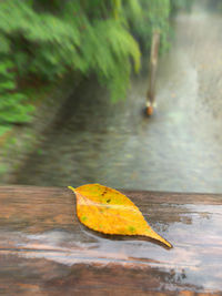 Close-up of dry leaf on wood