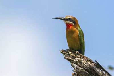 Low angle view of bird perching on branch against clear sky