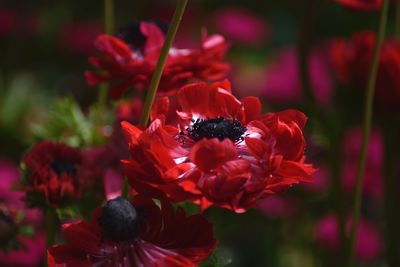 Close-up of red flowering plant