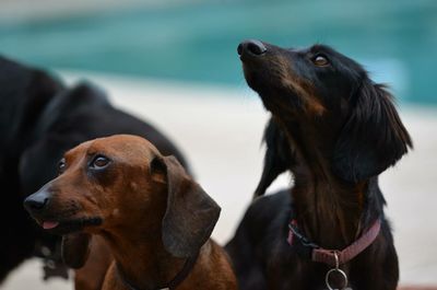 Close-up of dog