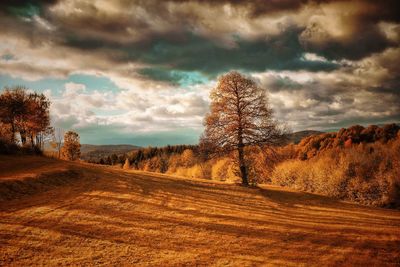 Trees on field against sky