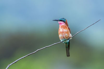 Close-up of bird perching on branch