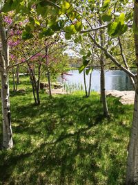 Trees growing in park
