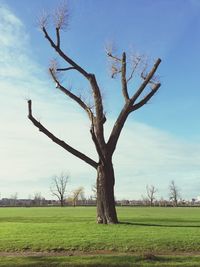 Trees on grassy field