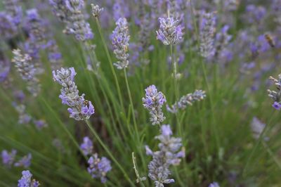 Close-up of purple flowering plants on field