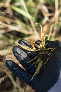 Close-up of spider on grass