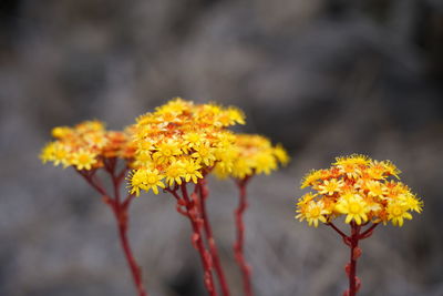 Close-up of yellow flowering plant