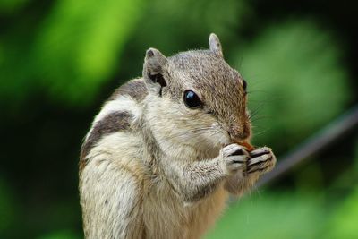Close-up of a squirrel against blurred background