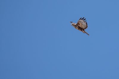 Low angle view of eagle flying against clear blue sky