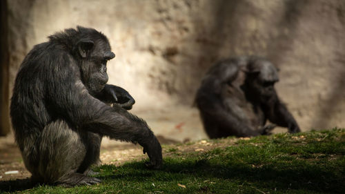 Monkey sitting in a zoo