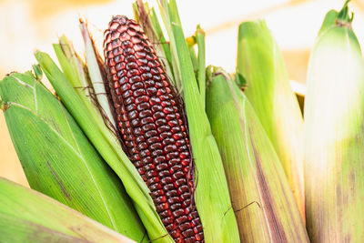 Close-up of fresh vegetables