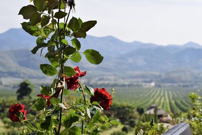 Close-up of red flowering plant against mountain