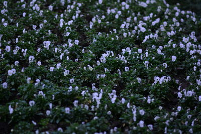 Close-up of white flowering plants