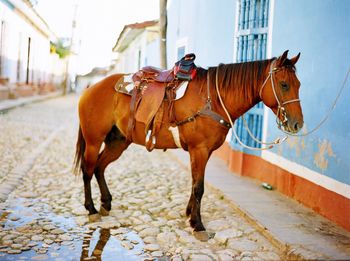 Horse in trinidad - cuba