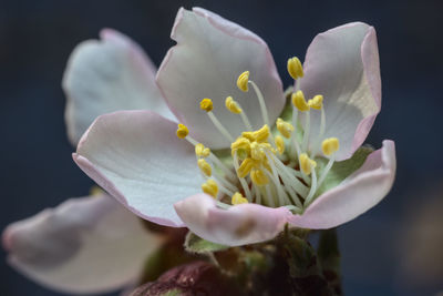 Close-up of white flowering plant against black background