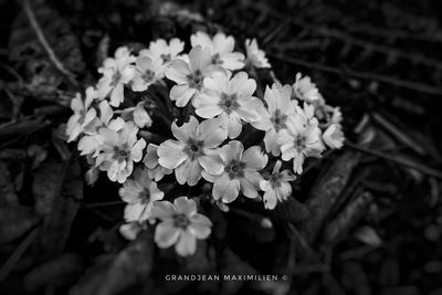 Close-up of flowers on plant
