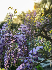 Close-up of purple flowering plants