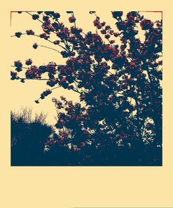 Flowers growing on tree