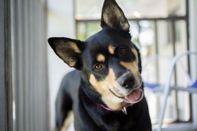 Close-up portrait of dog