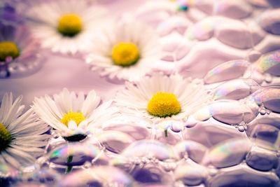 Close-up of multi colored daisy flowers