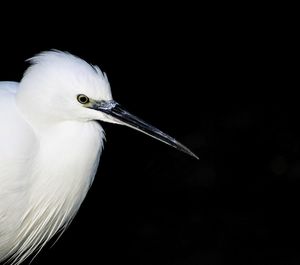 Close-up of heron perching on black background