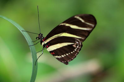 Butterfly on leaf