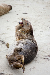 View of lying down on beach