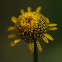 Close-up of sunflower blooming outdoors