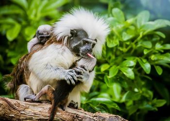 Monkey with infants on branch in marwell zoo