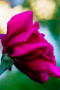Close-up of pink flower blooming outdoors