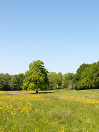 Scenic view of field against clear sky