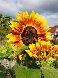 Close-up of yellow sunflower against sky