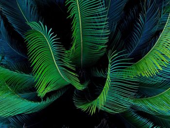 Close-up of palm tree leaves