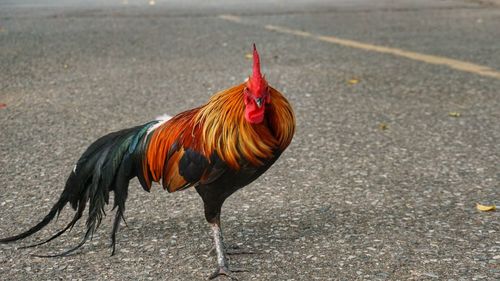 Bantam chicken walking on street