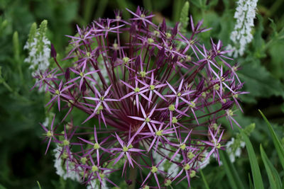 Close-up of purple flowering plant