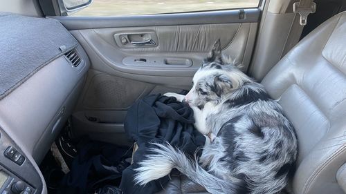 Dog sitting in car border collie