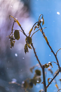 Close-up of spider on web against sky