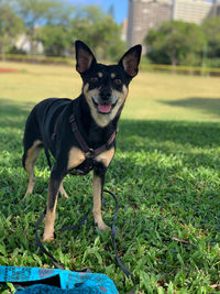 Brown and black medium sized dog in grassy park looking at the camera excitedly.