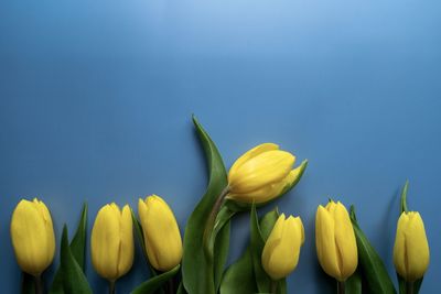 Close-up of yellow flowering plant against blue background